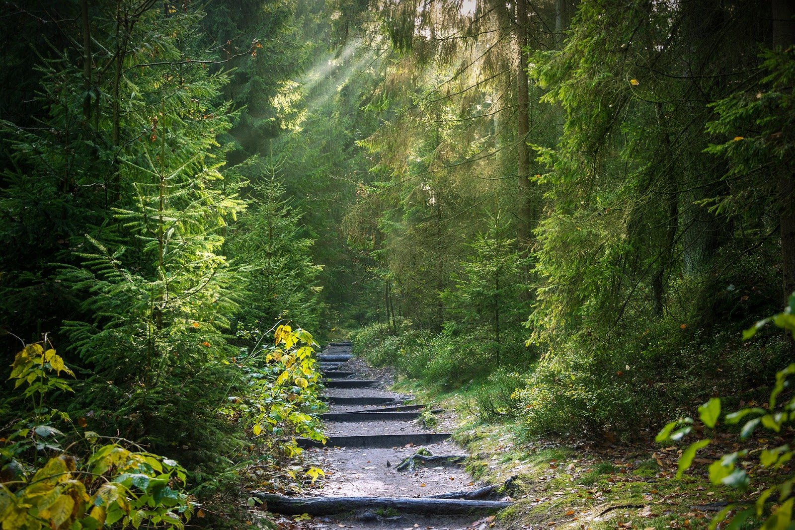 Silent forest